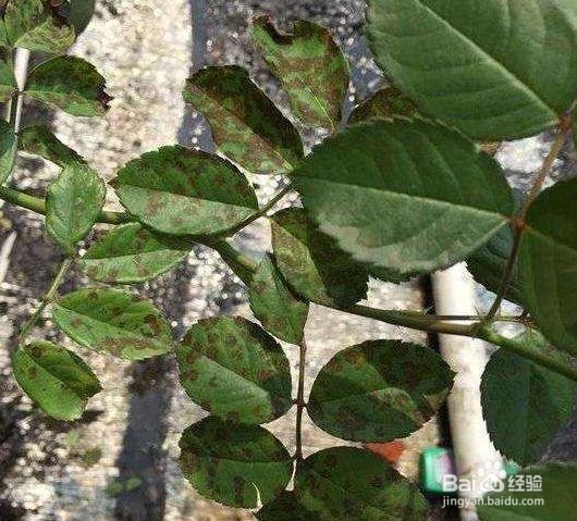 月季花叶子发黄干枯掉叶怎么办