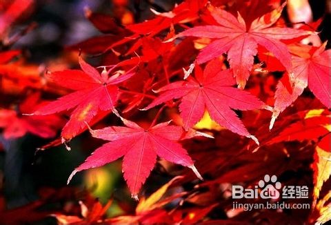 九寨沟旅游观赏红叶攻略