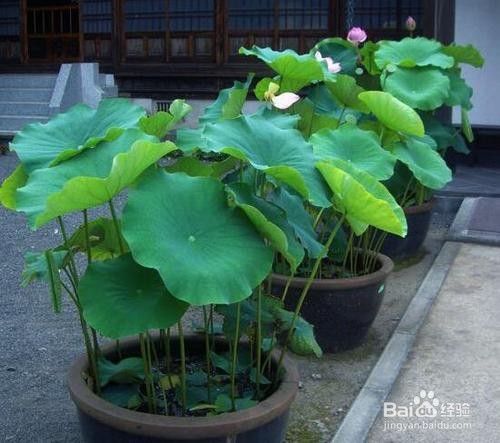 荷花如何种植与管理