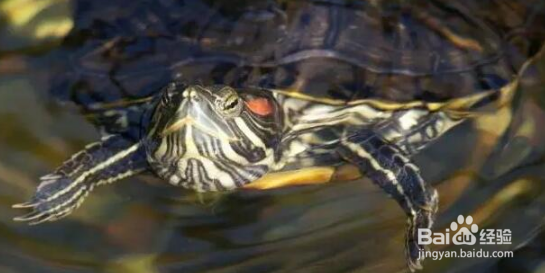 在野外捡到一只巴西龟可以放生吗