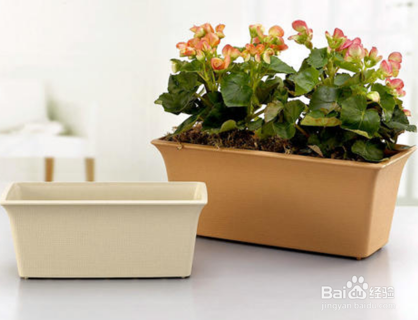 养花换花盆都要注意哪些问题？