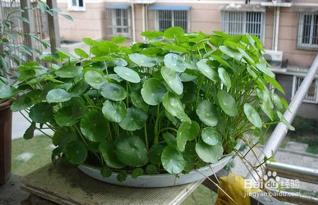 怎样养铜钱草更粗壮