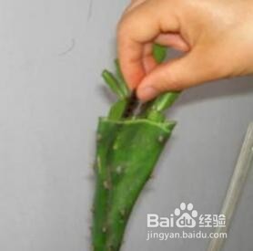 蟹爪莲开花时怎样护理