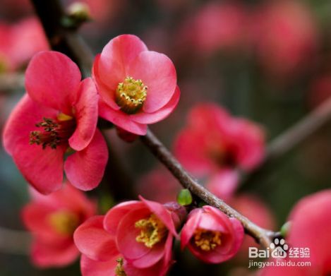 海棠花盆栽怎么栽培 百度经验