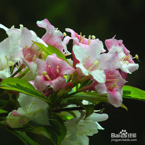 海仙花的养护方法有哪些