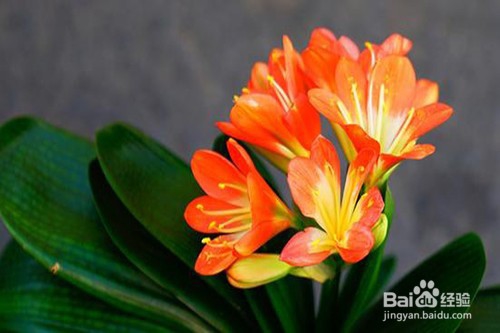 君子兰的养殖方法和注意事项