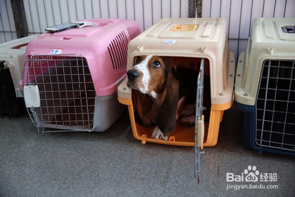 狗狗乱咬东西怎么办?怎么纠正?