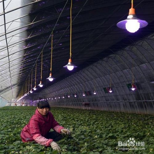室内植物与人工照明 如何选择植物生长灯 百度经验