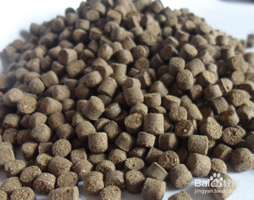 螃蟹吃什么食物