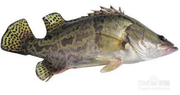 什么情况下,不可以吃鱼以及鱼的什么部位不能吃