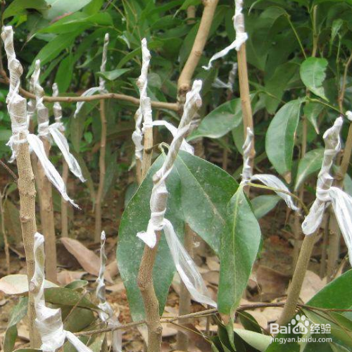 柑橘嫁接的方法和注意事项有哪些?