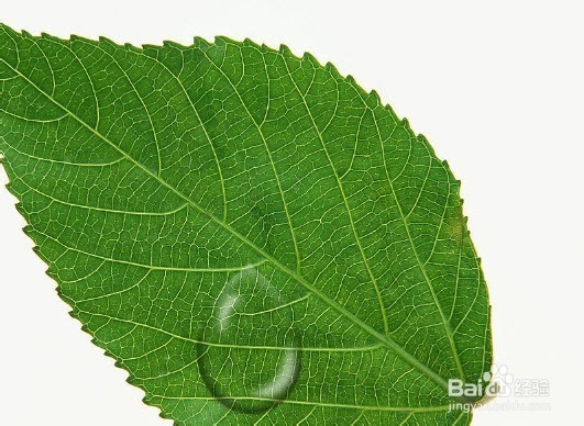 ps制作水滴效果图