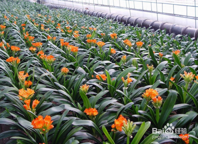 怎样促进君子兰开花