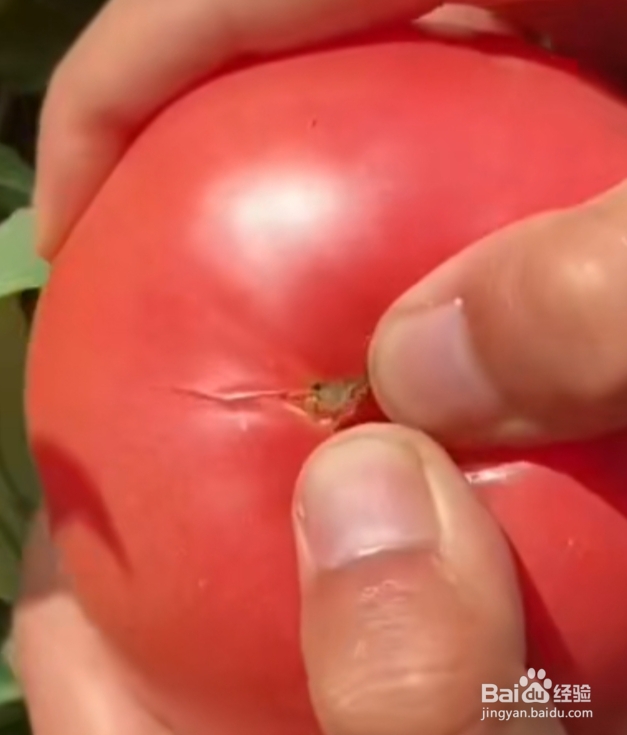 西红柿结果期间怎样浇水