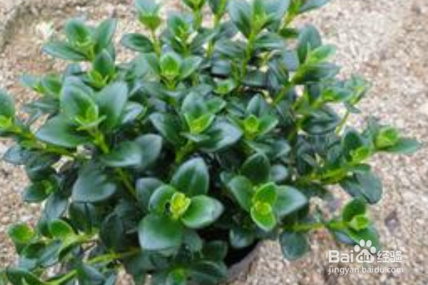 金鱼吊兰如何养护