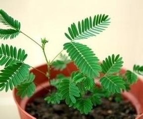 不宜在室内养的花,你家有吗?