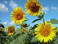 耳鸣的治疗方法是什么