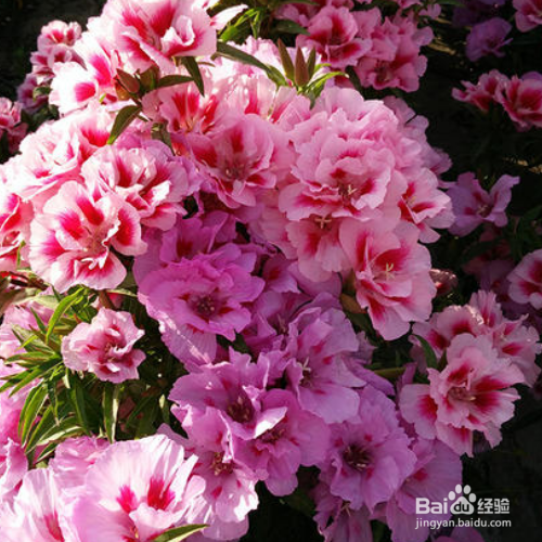 在家中该如何养殖送春花?