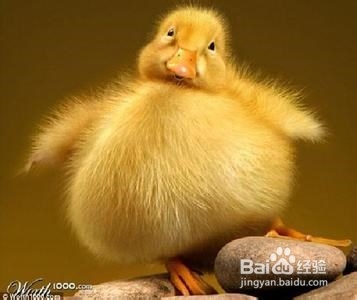 膳食房肠道健康自测