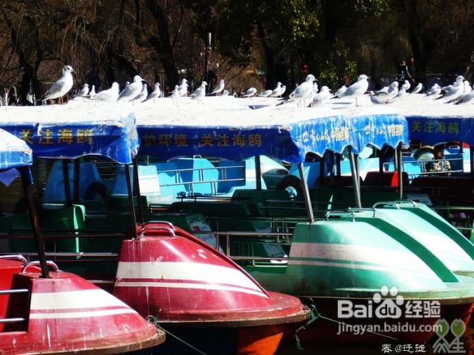【春的迁徙】冬日，昆明观鸥攻略