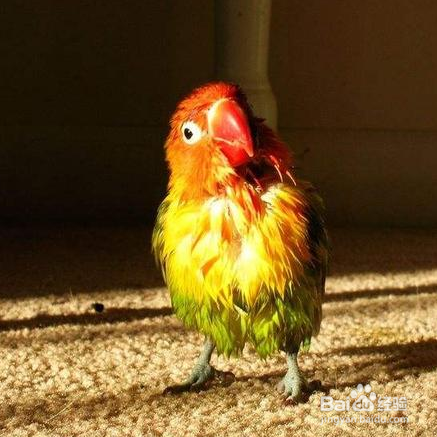 牡丹鹦鹉冬天如何喂养?