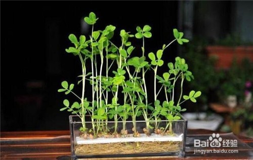 这7种菜放到水里就能长成盆栽，再也不用买花了