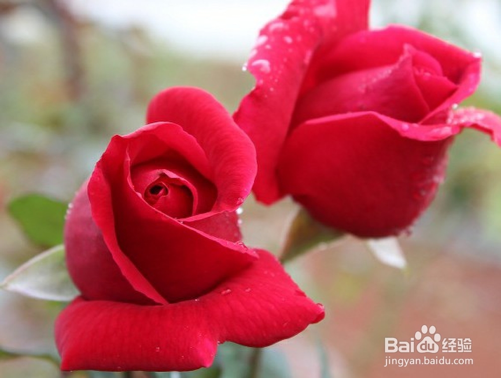 如何制作便宜好用的爽肤水