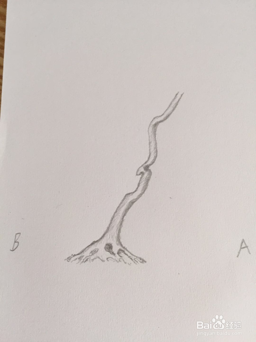 盆景设计构思——树势