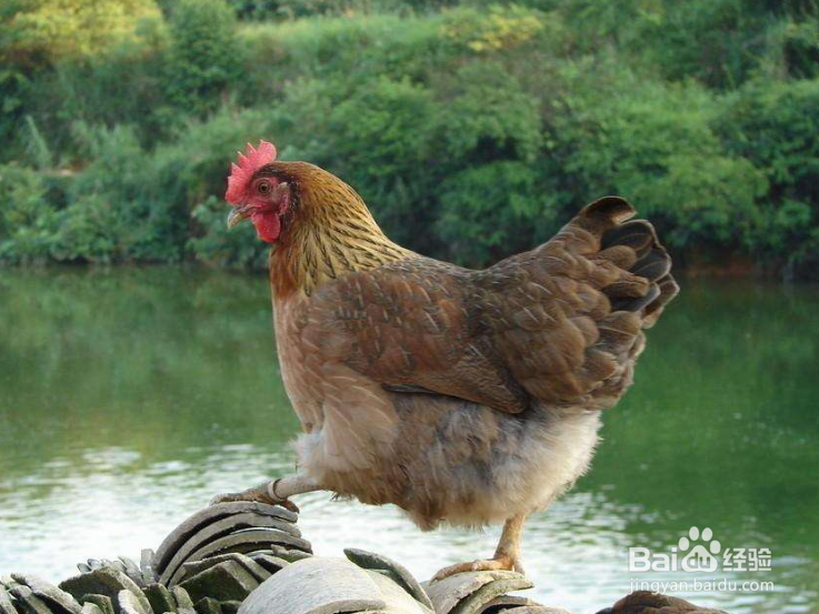 怎样有效预防禽流感？