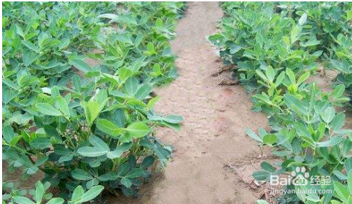 怎样种花生可以高产