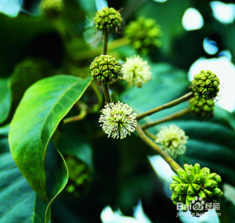 喜树的形态特征和繁殖技术是什么