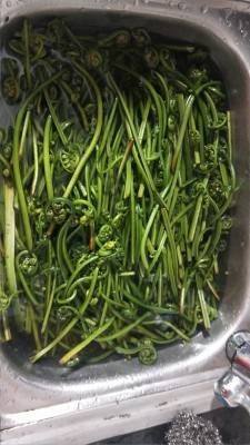 猫爪子野菜怎么吃