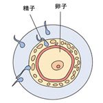 怀孕第1周胎儿发育和孕妈妈的怀孕症状