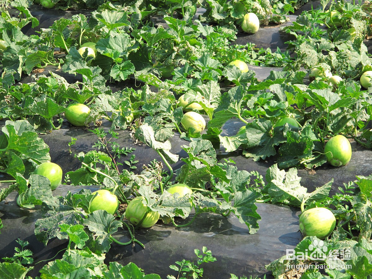 种香瓜的方法步骤