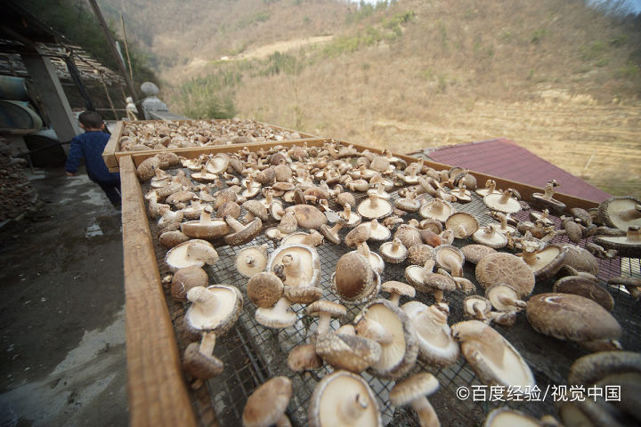 绿萝最简单配土方法