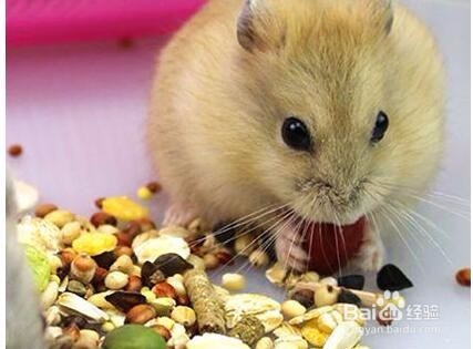 仓鼠粮食怎么保存