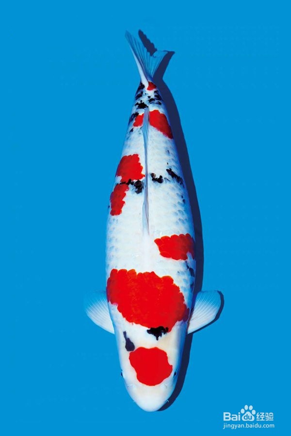 锦鲤的品种图解