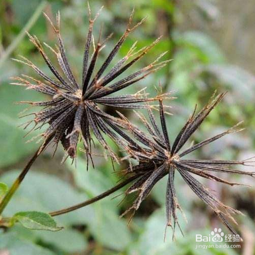 鬼针草的养殖方法和养殖技巧