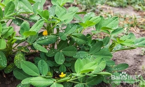 灭草松使用注意事项