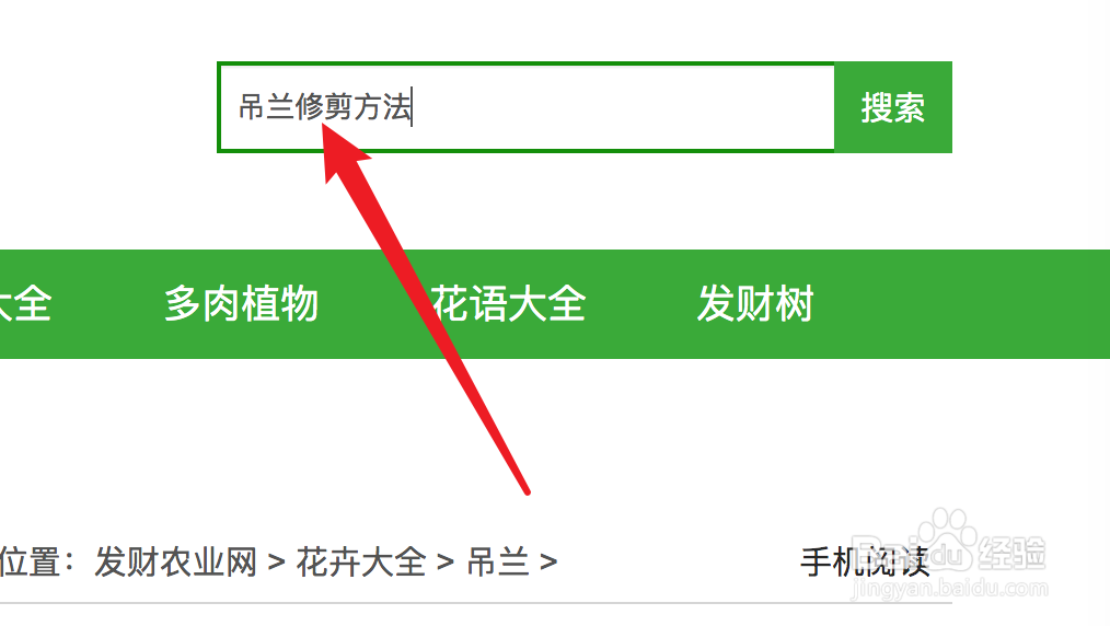 吊兰修剪方法图解