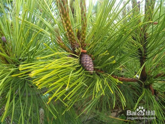 【Mathematica】怎么把jpeg格式转换成pdf格式