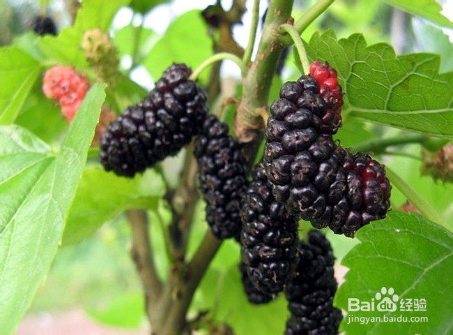 越吃越嫩的抗衰老水果