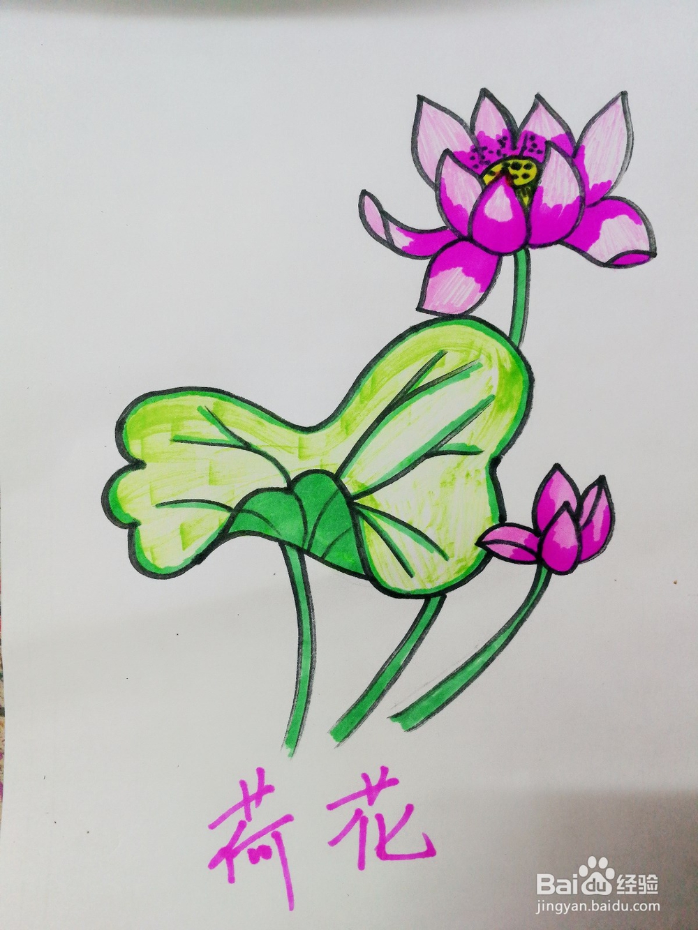 彩绘荷花卡通绘本插图