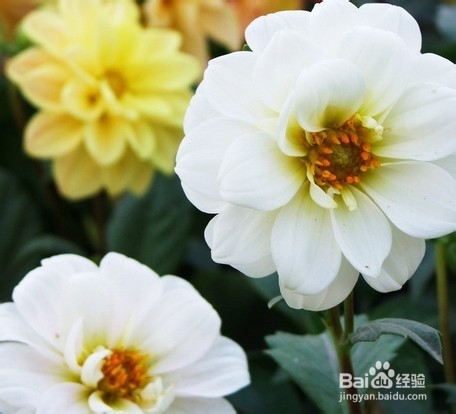 慢性前列腺炎是否影响生育能力