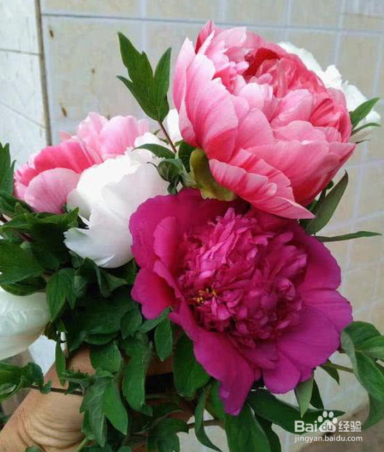 牡丹修剪的方法和时间，牡丹开过花后怎么处理？