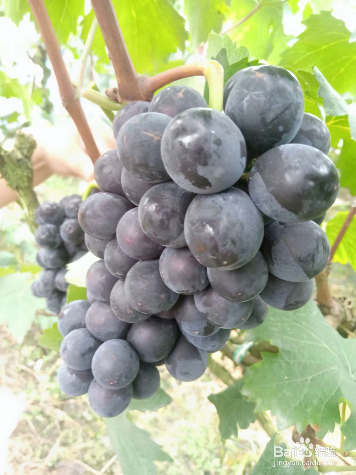 学生党适合吃的水果