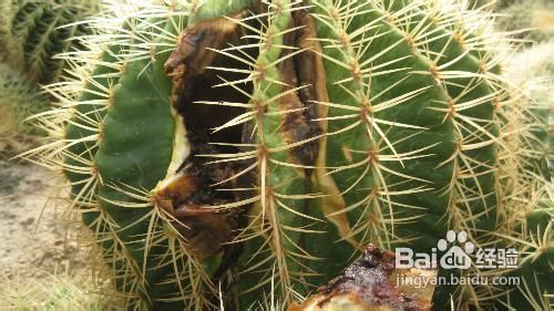 仙人球烂了怎么办