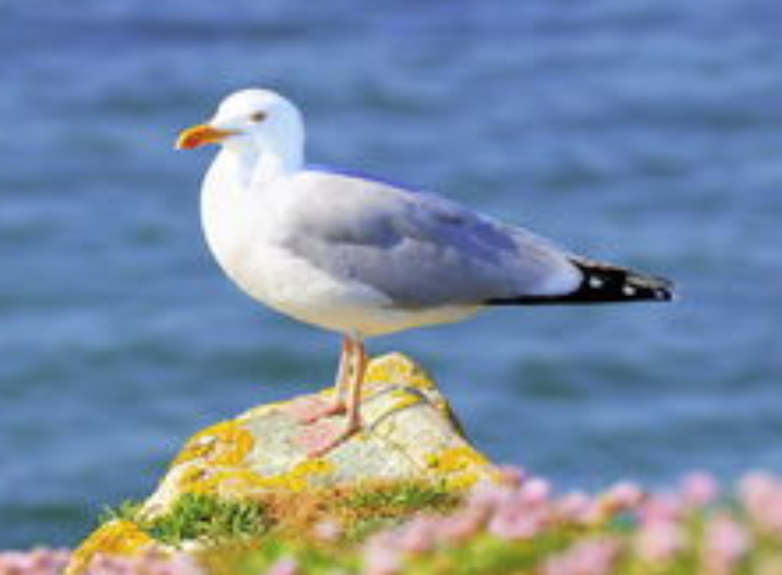 用一句话赞美海鸥怎么写