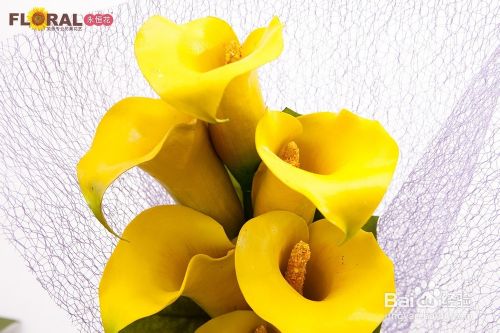 海芋花的养护方法 百度经验