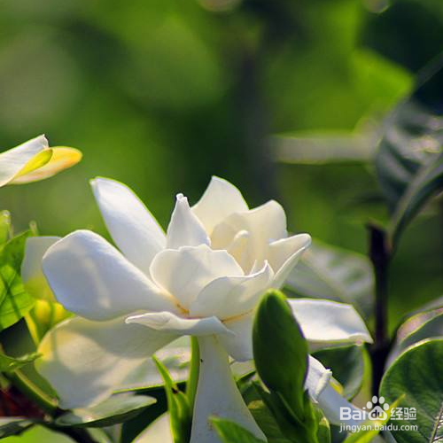 栀子花的医用价值